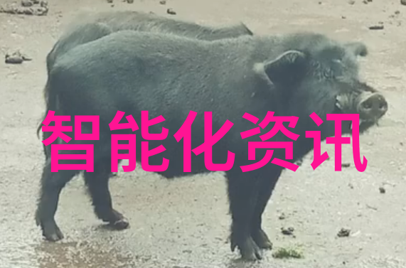与门芯片我的智能手机背后的秘密大脑