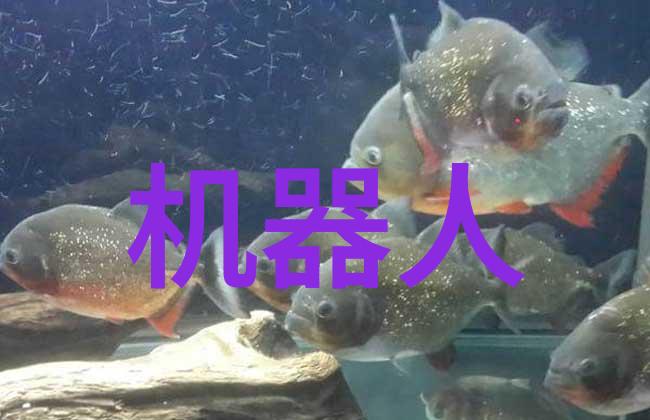 探索鱼鱼桌面官网独特设计与创新功能的完美结合