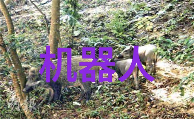 机器的心跳城市的脉动与输送带的沉默