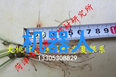 冰点挑战工业制冷设备的未来发展与应用前景