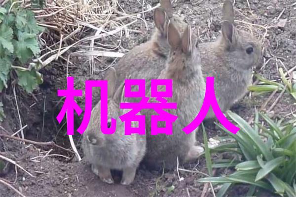 橘里橘气的樱花吻