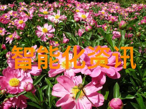 金银花香气满园厨房里的免费馈赠
