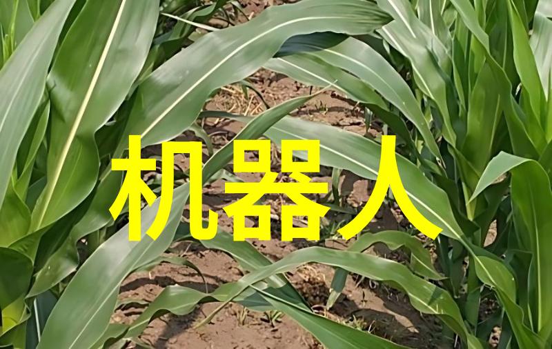 一夜恩宠-倾城之夜缘分的奇迹与爱情的启示