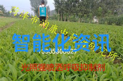 中国三大批发市场的辉煌与活力