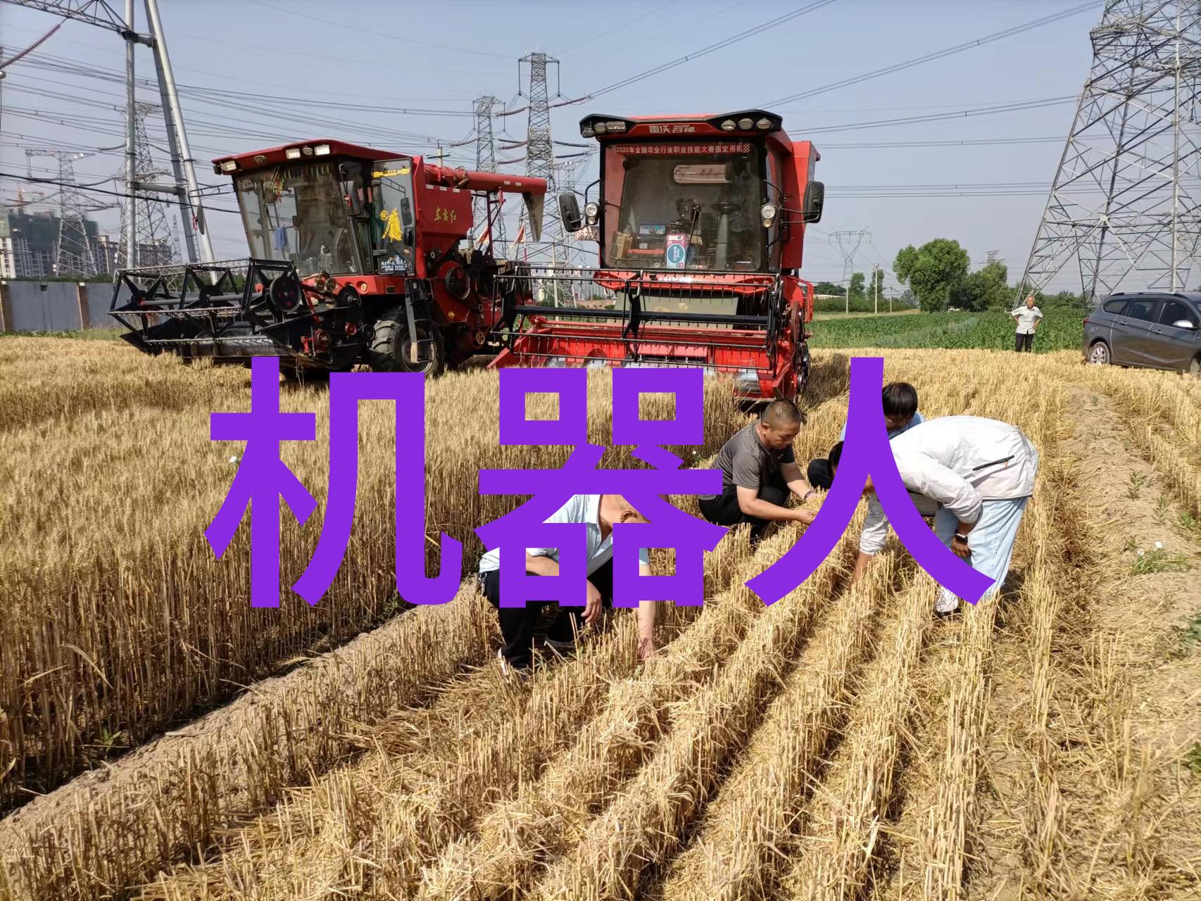 龙眼荔枝的奇迹金黄果实的传说诞生