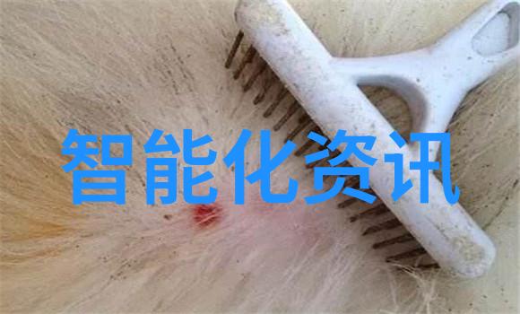 翱翔蓝天下的梦想法国空姐的星空寻觅之旅